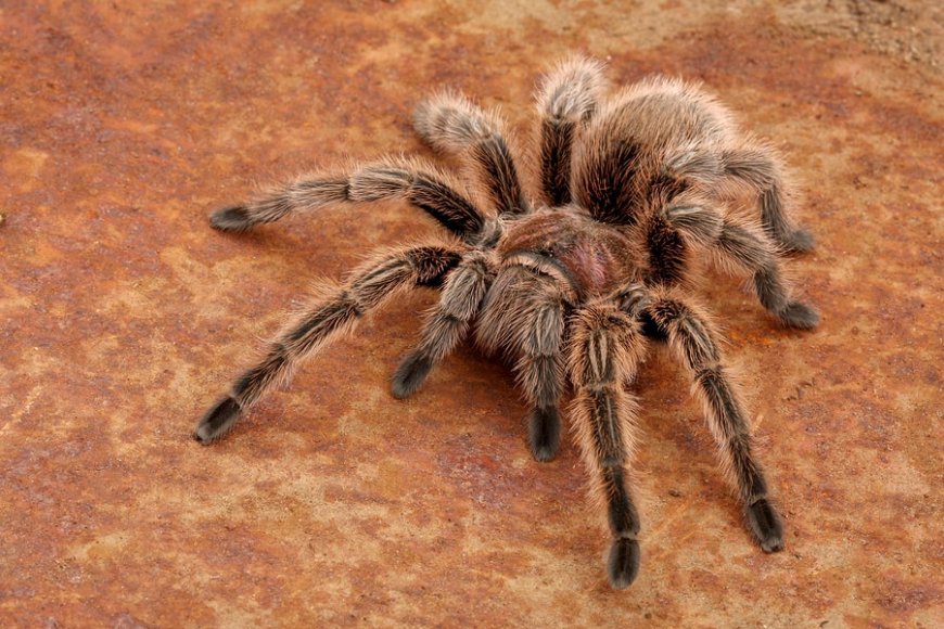 What are Joro spiders and should you be scared of them?